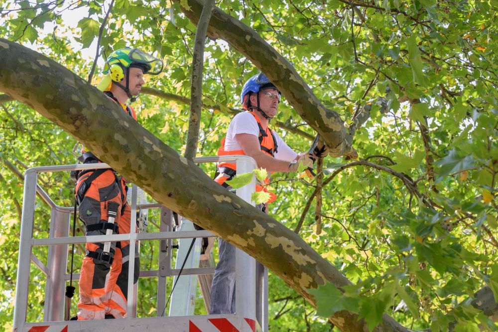 Bürgermeister Schmidt-Lamontain packte bei der Baumpflege mit an